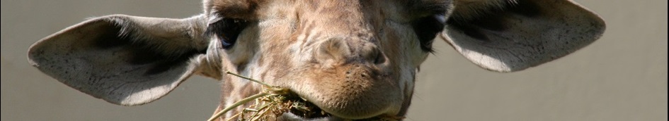 zoo